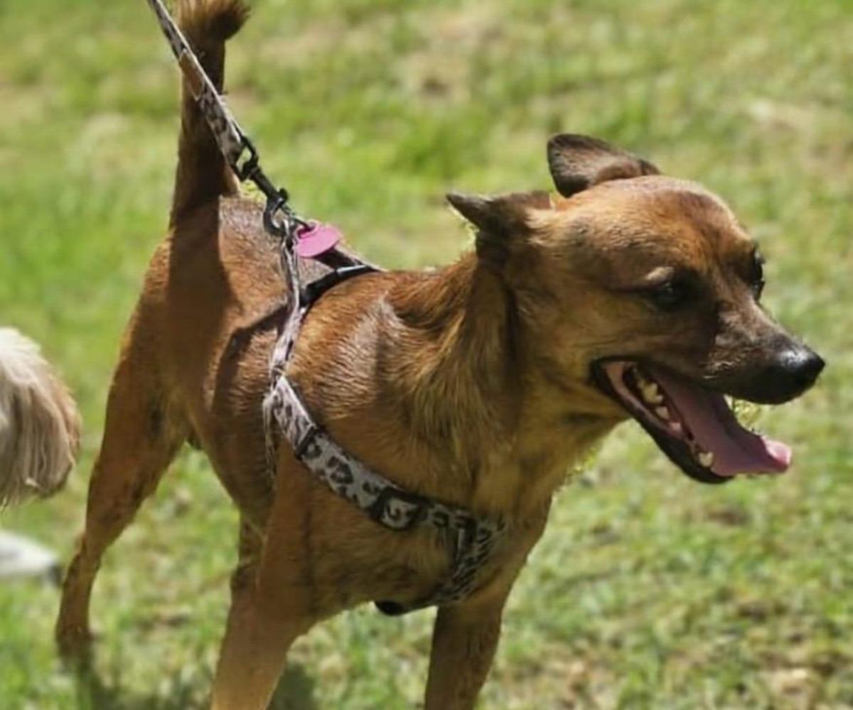 Lucky - AM25242 Lucky - AM25242