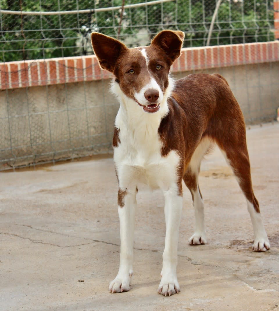 Barbie - AF2467PL Barbie - AF2467PL