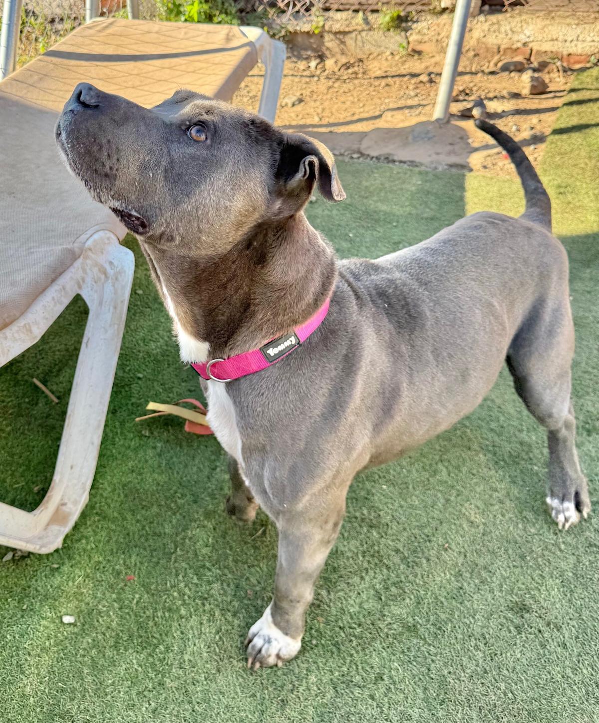 Pedrito - AM26263ML Pedrito - AM26263ML