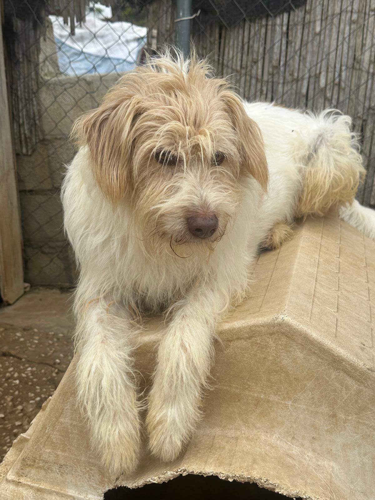 Dos - AM2499PL Dos - AM2499PL