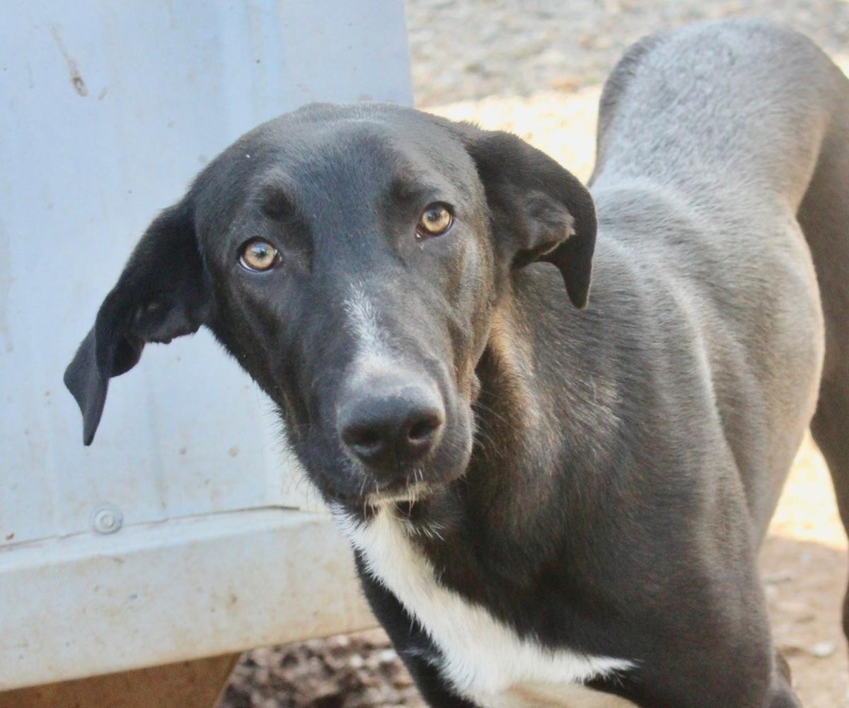 Ronnie - YM25224 Ronnie - YM25224