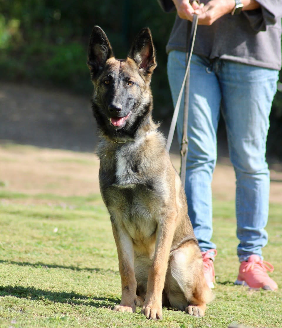 Diva - YF2443 Diva - YF2443