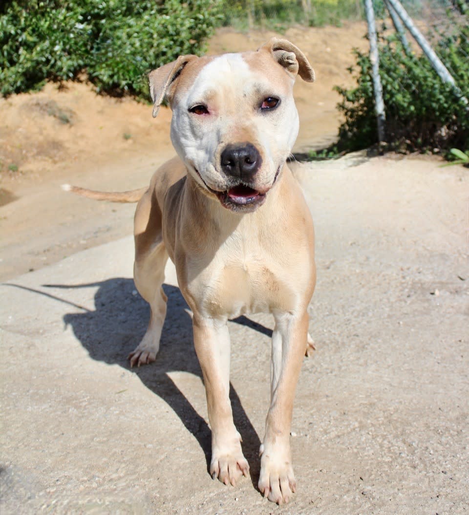 Sofia - AF2418SS Sofia - AF2418SS