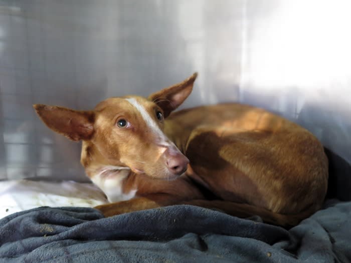 Cafe - AM26283LB Cafe - AM26283LB