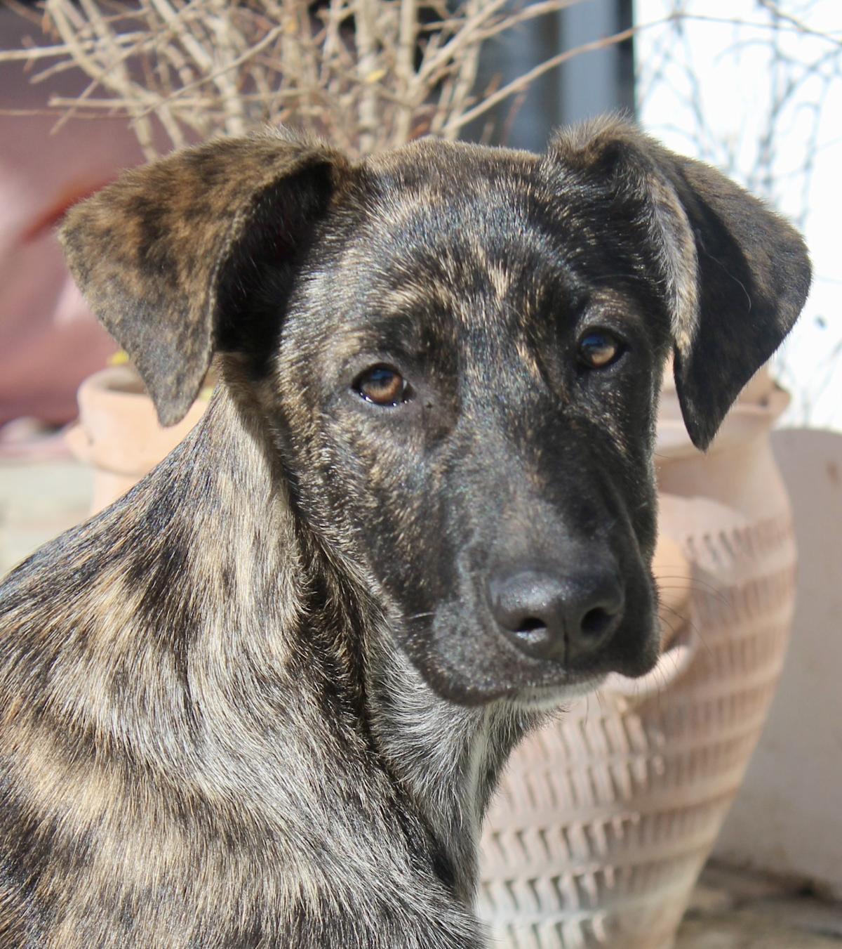 Chloe - PF25114 Chloe - PF25114