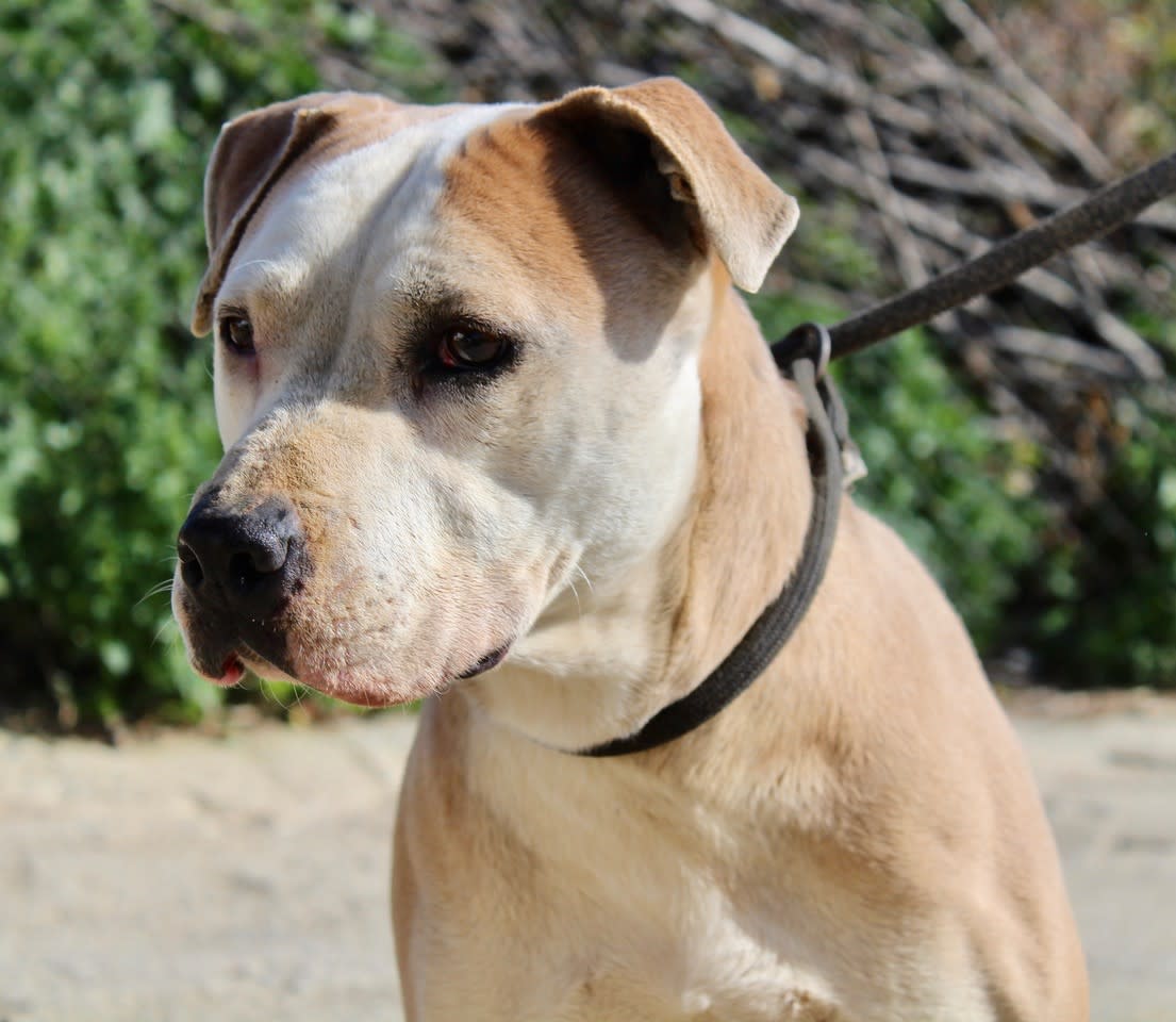 Sofia - AF2418SS Sofia - AF2418SS