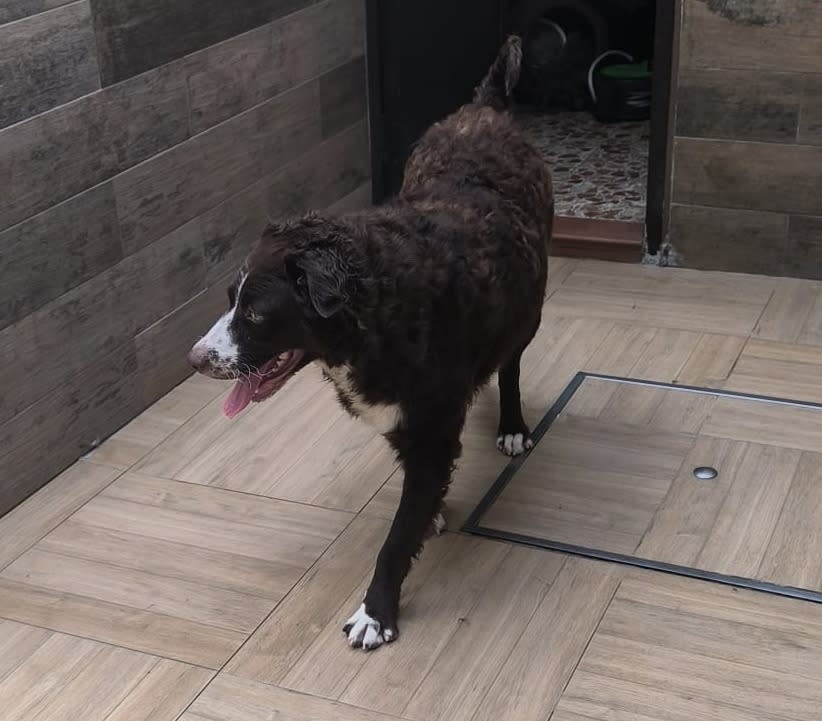 Sacha - AF25184 Sacha - AF25184