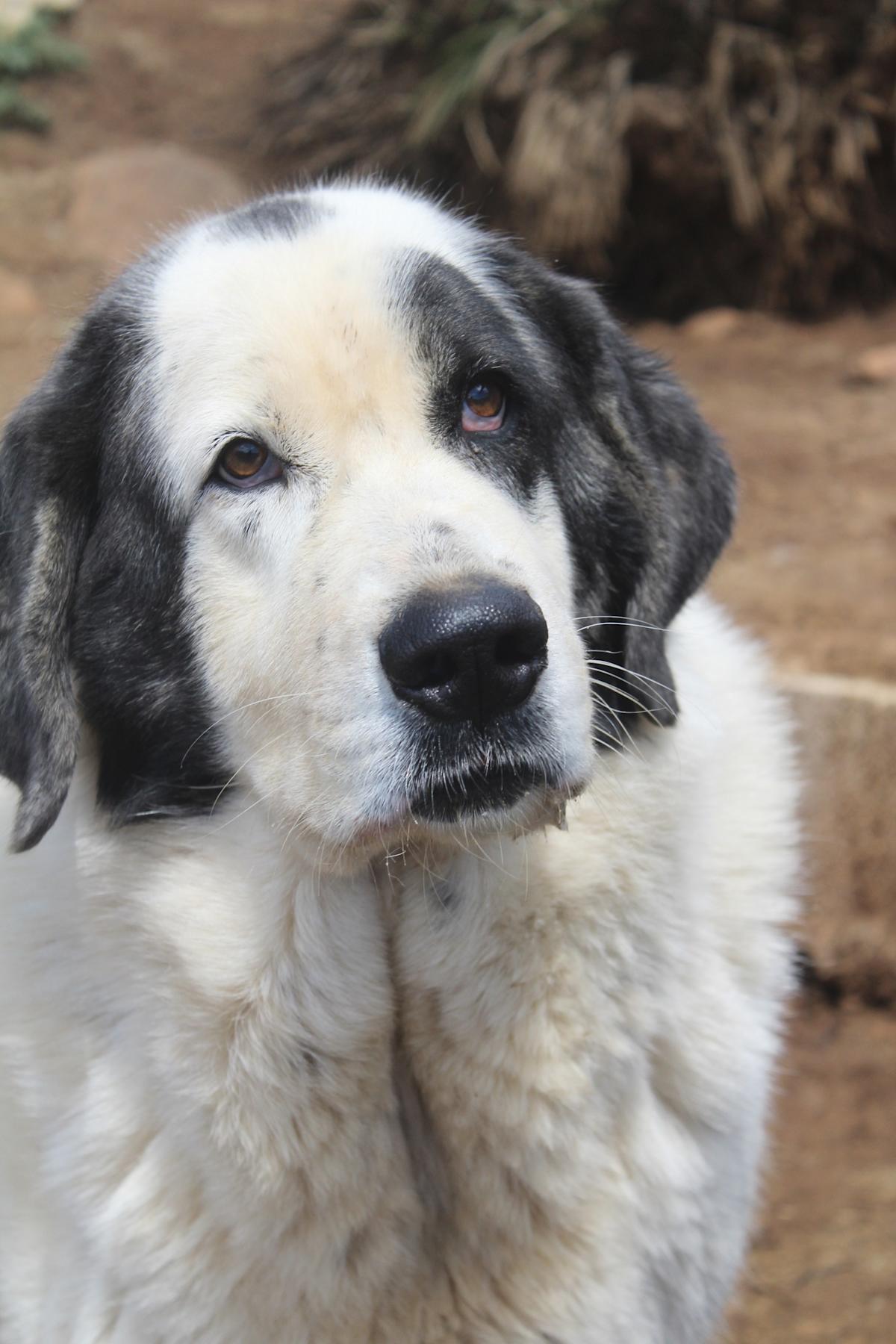 Sunny - AF25162AD Sunny - AF25162AD