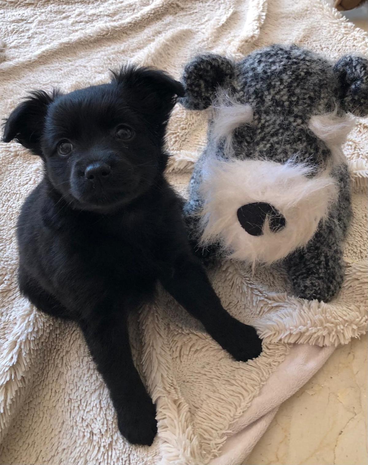 KitKat - PF244A KitKat - PF244A