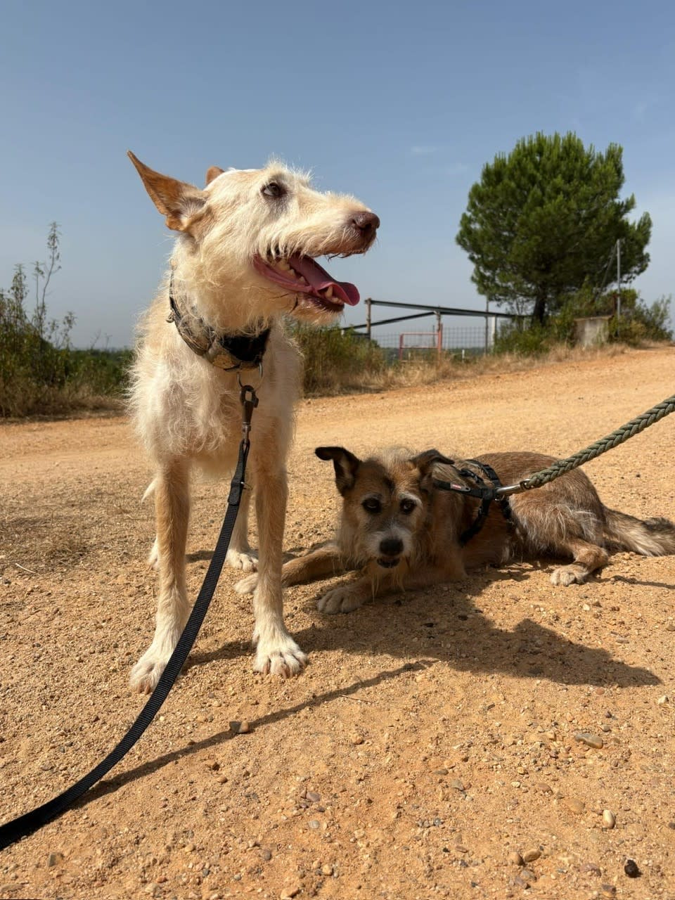 Ria - AF25207 Ria - AF25207