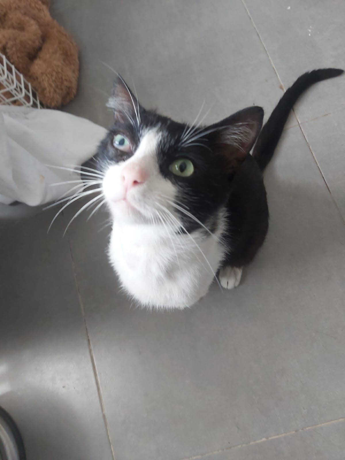 TomTom - AM2477 TomTom - AM2477