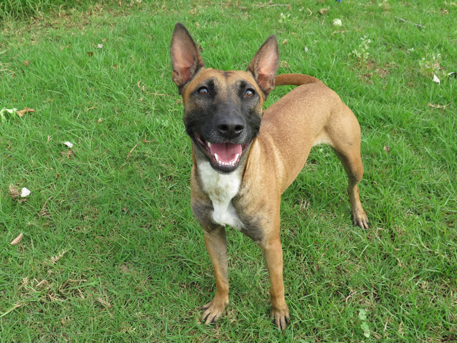 Alasca - YF25236LB Alasca - YF25236LB