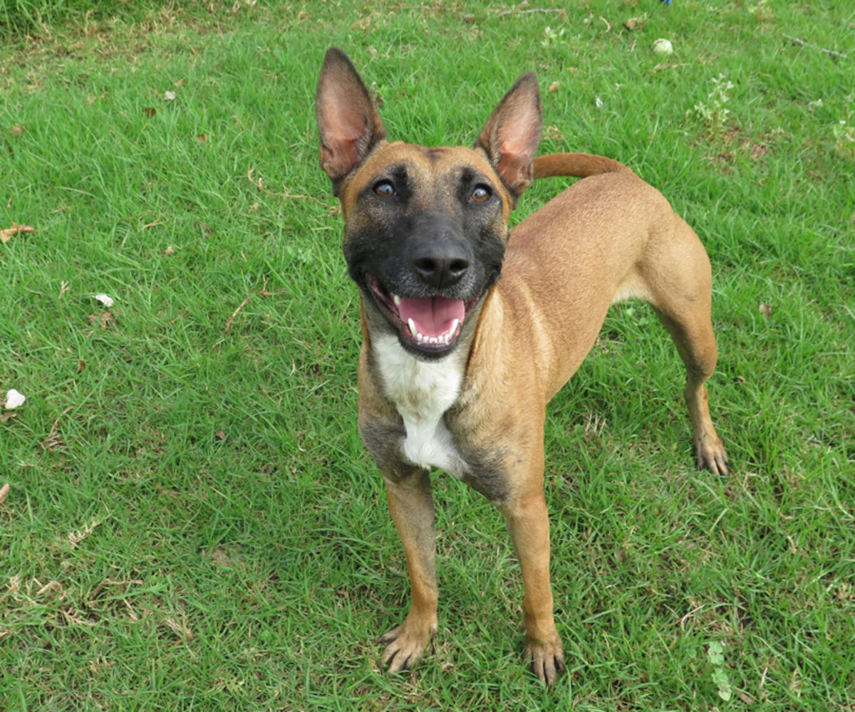 Alasca - YF25236LB Alasca - YF25236LB