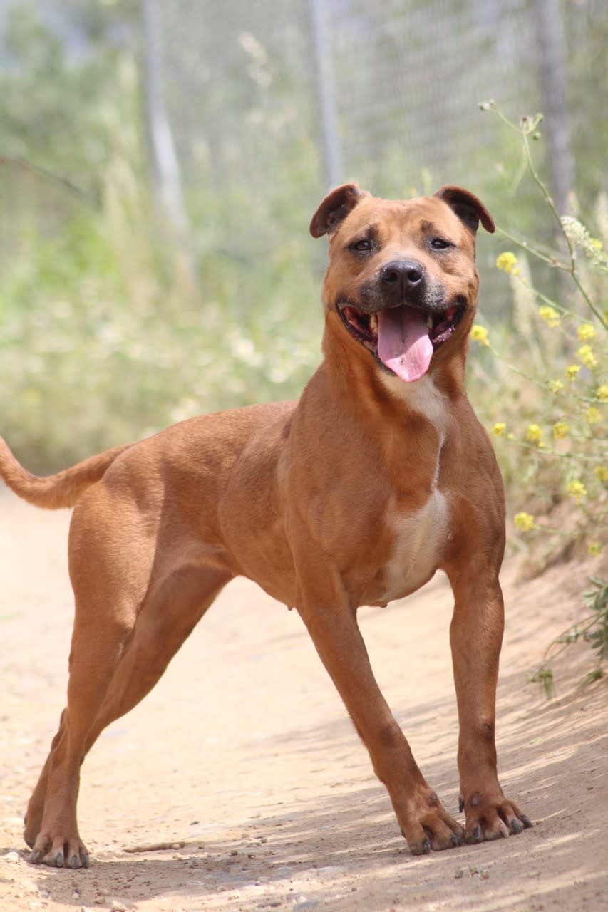 Roana - AF2434SS Roana - AF2434SS