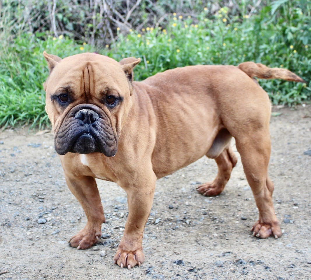 Vernon - AM2416SS Vernon - AM2416SS