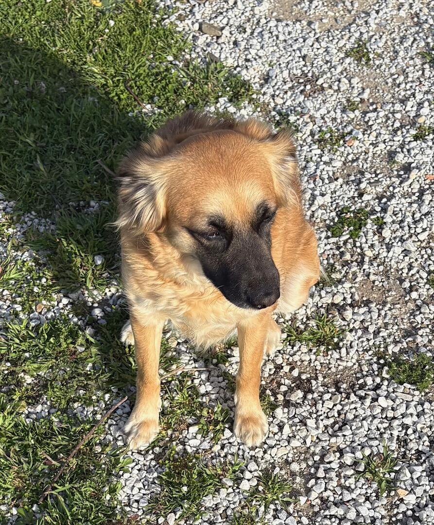 Phoebe and Dobie - AF26250 Phoebe and Dobie - AF26250