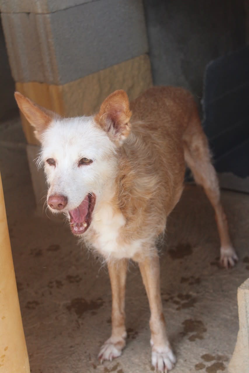 Canija  - AF2464PL Canija  - AF2464PL