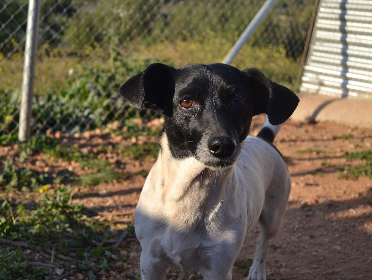 Kelly - AF25145LC Kelly - AF25145LC