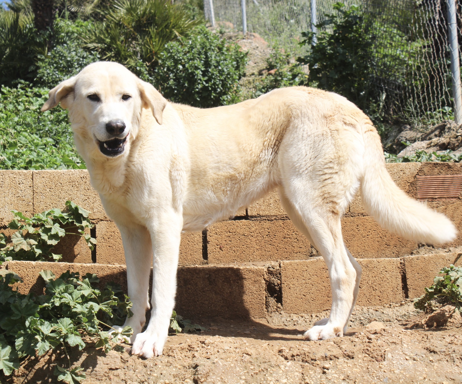 Samatha  - AF25151AD