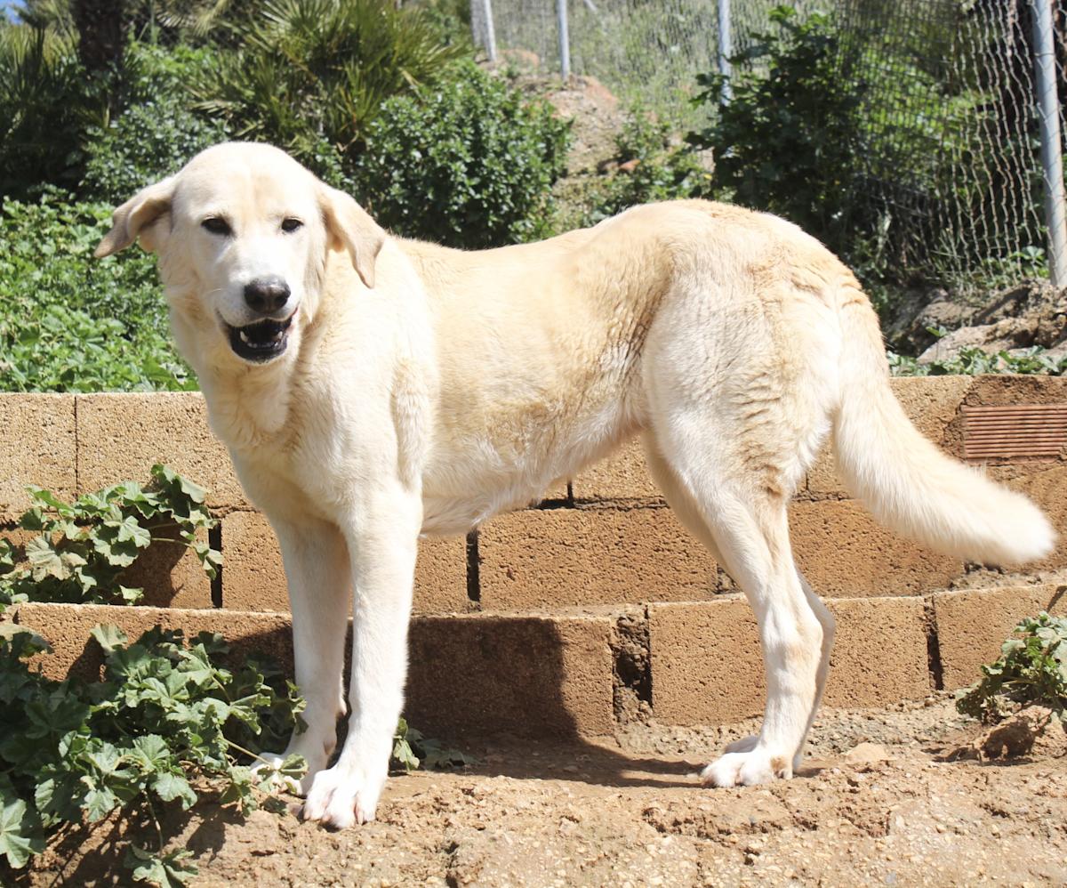 Samatha - AF25151AD Samatha - AF25151AD