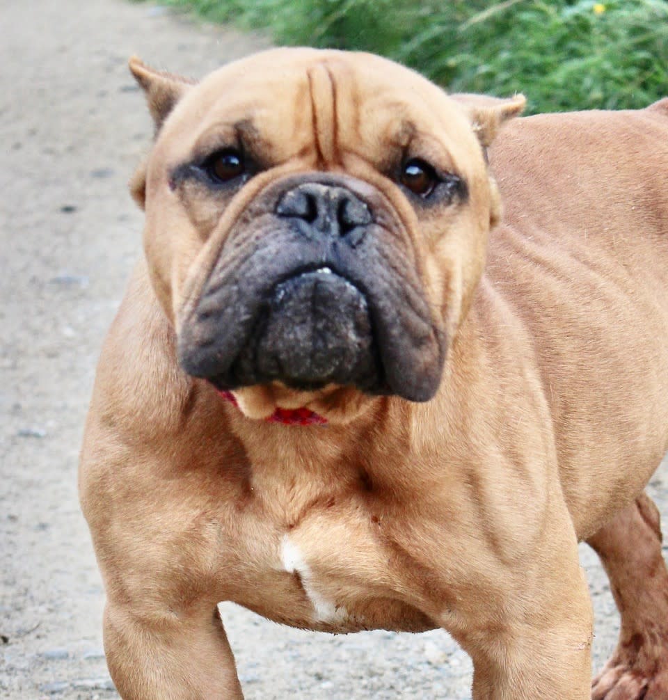 Vernon - AM2416SS Vernon - AM2416SS