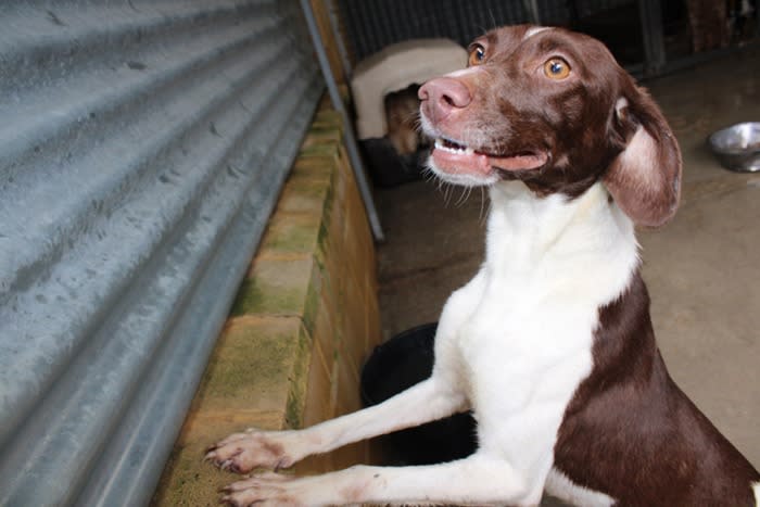 Elif - YF26278LB Elif - YF26278LB