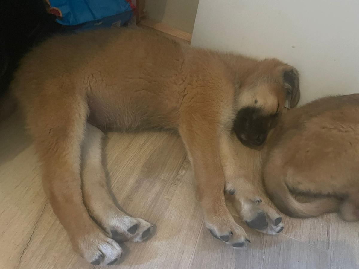 Samson - PM25174 Samson - PM25174