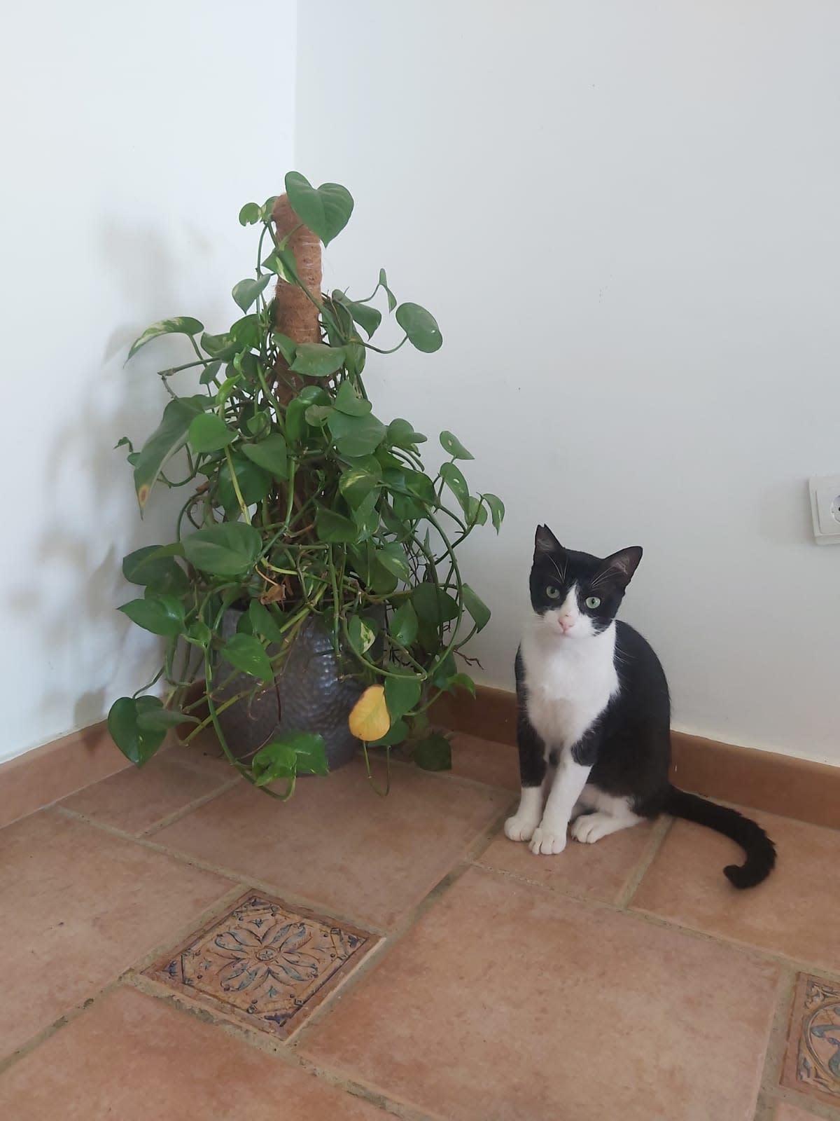 TomTom - AM2477 TomTom - AM2477