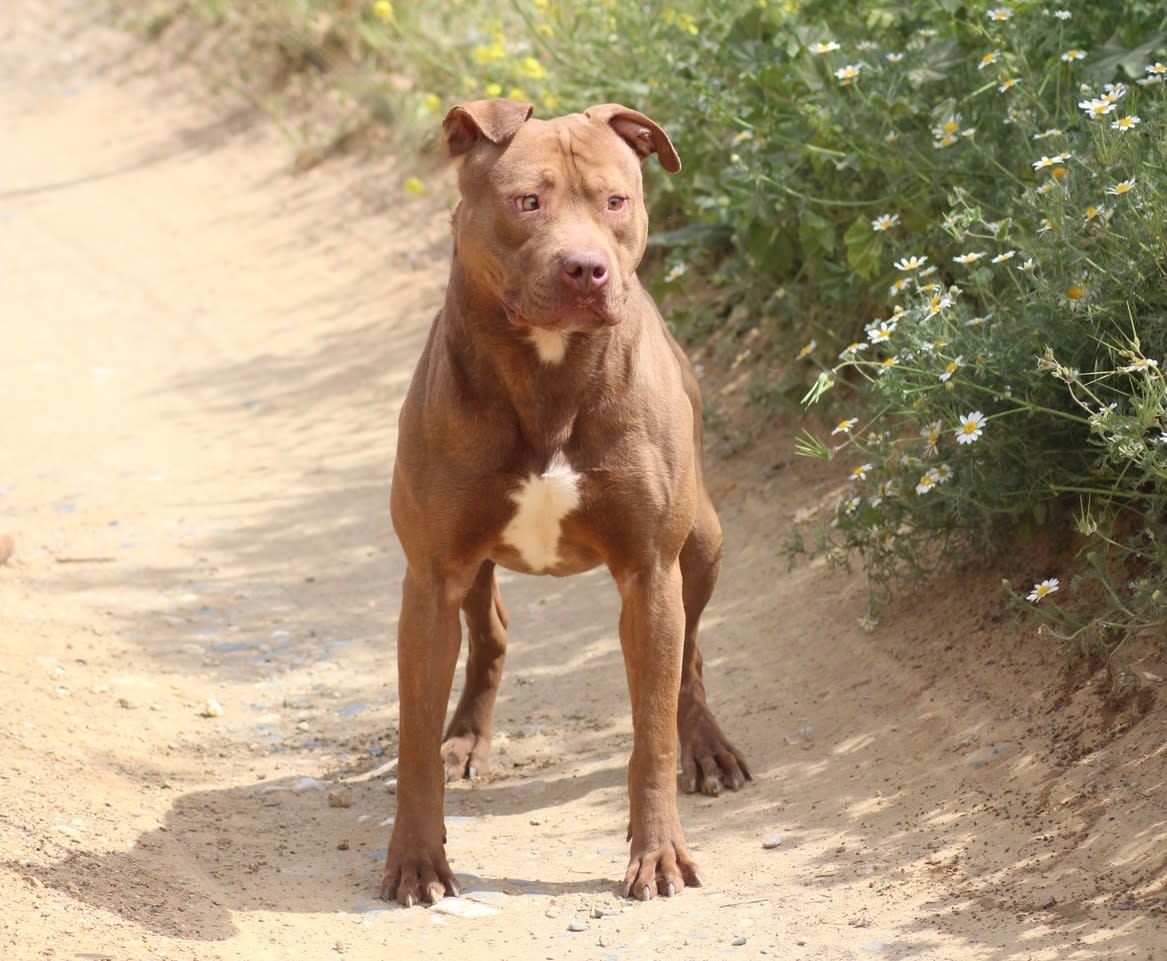 Jackson - YM2433SS Jackson - YM2433SS