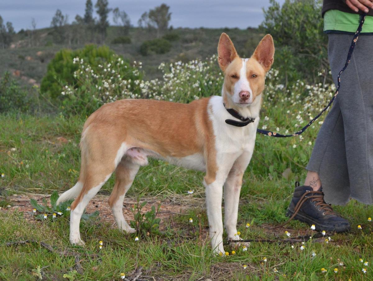 Rufus - AM25117 Rufus - AM25117