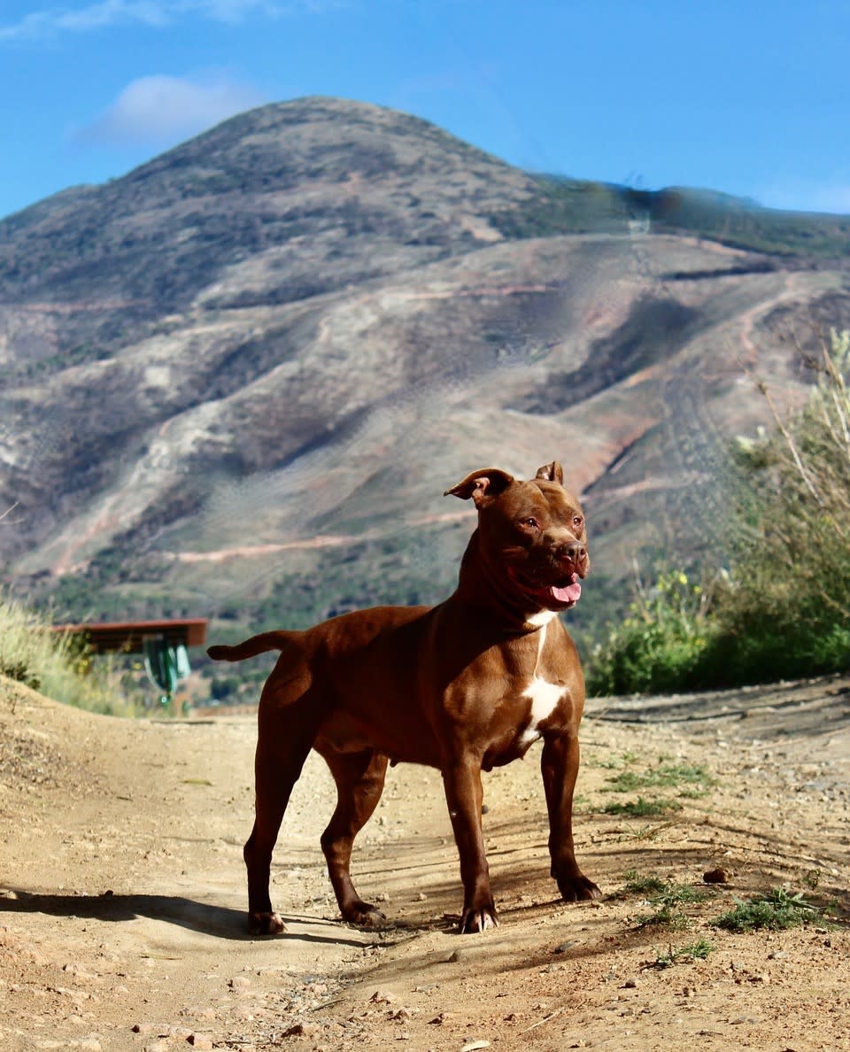 Ruby Red - AF2411SS Ruby Red - AF2411SS