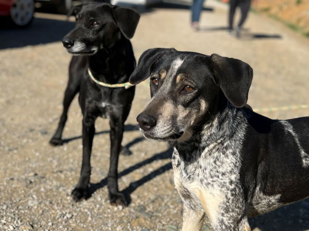 Joplin - AF25256AD Joplin - AF25256AD