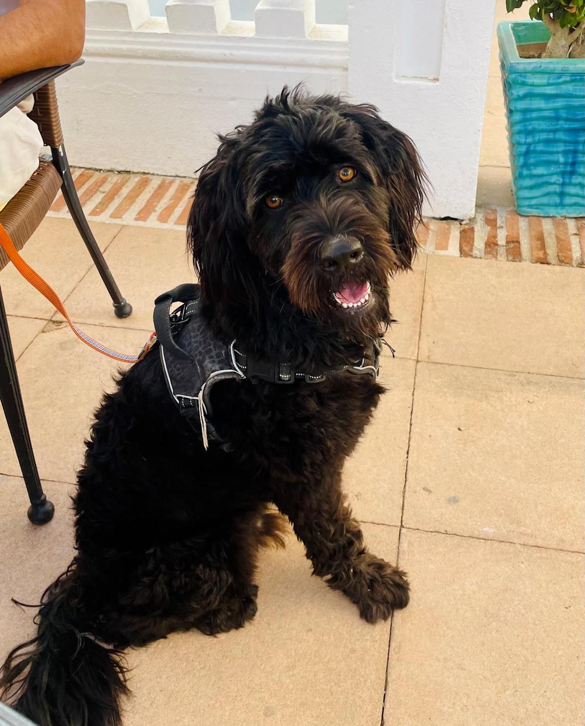 Maxy - AM2493 Maxy - AM2493