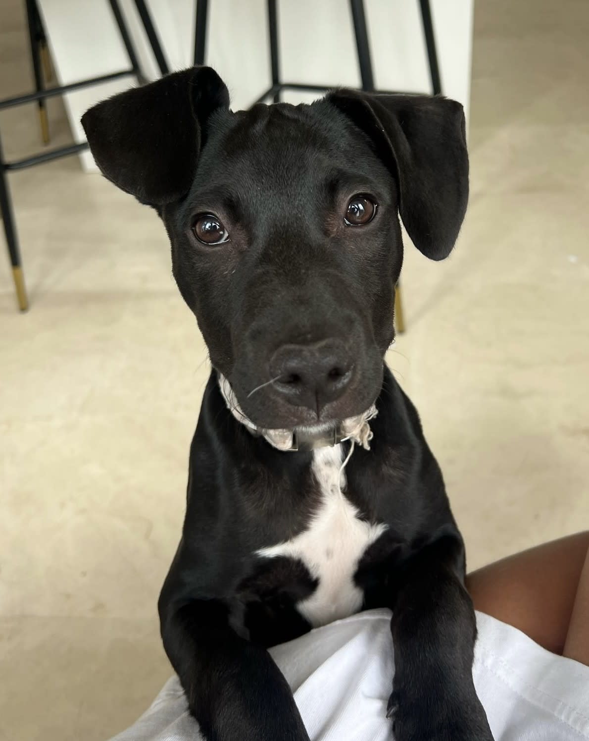 Jet - PF25120 Jet - PF25120