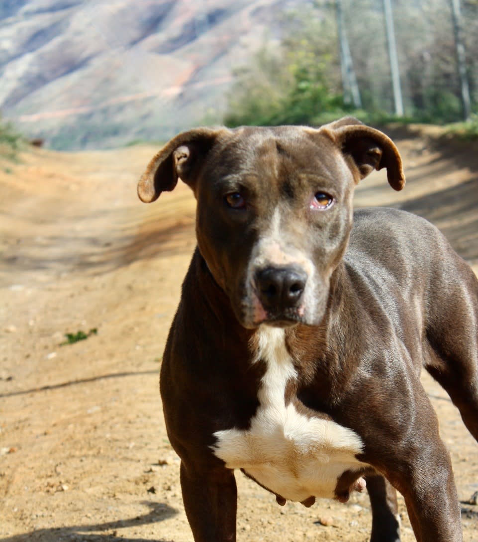 Nyx - AF2419SS Nyx - AF2419SS