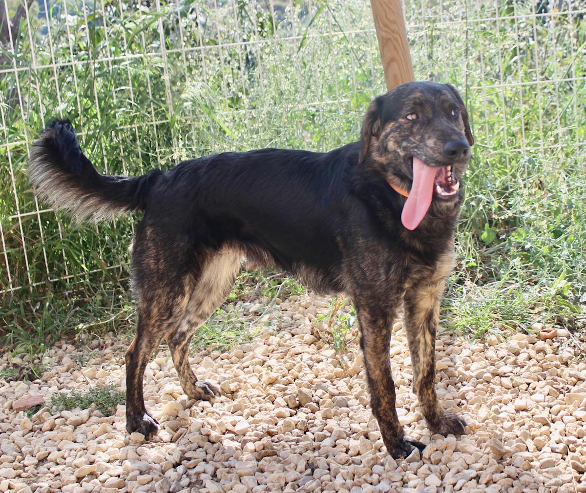 Pipo  - YM2446FC Pipo  - YM2446FC