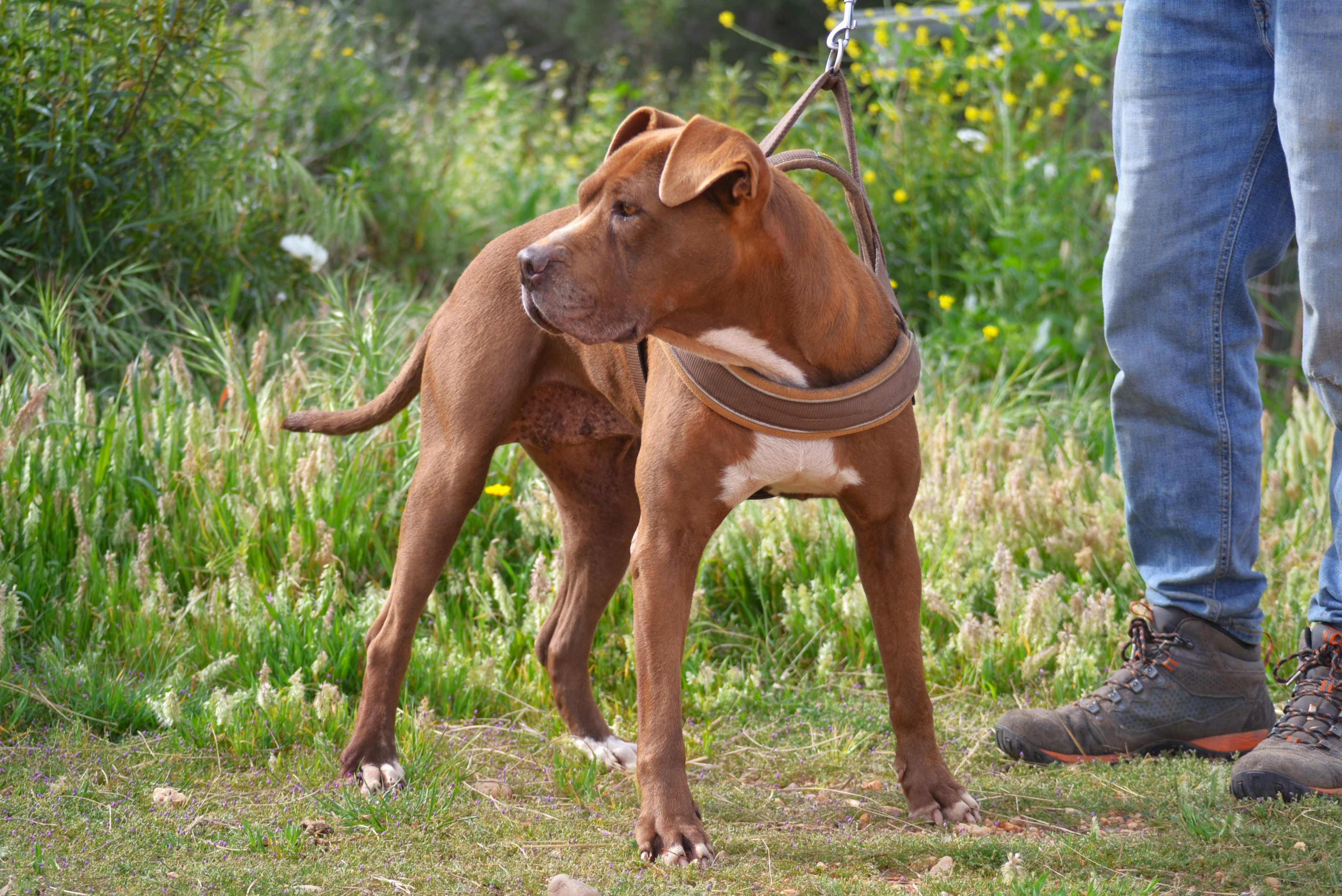 Chocolate - AF2431CL