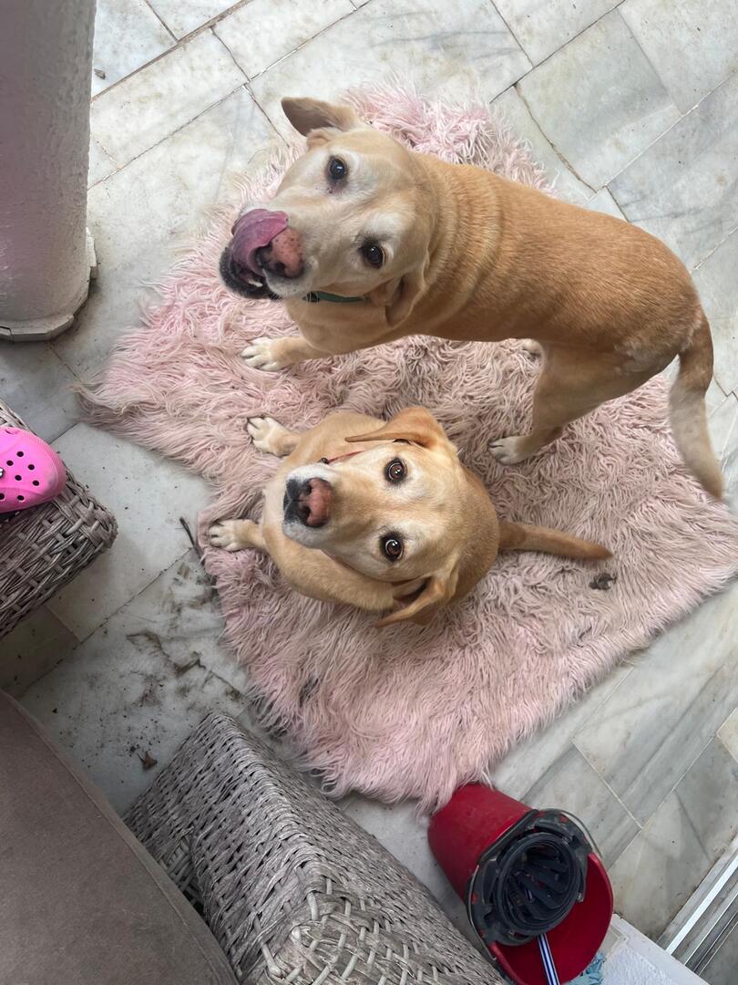 Barney and Buddy - AM26276