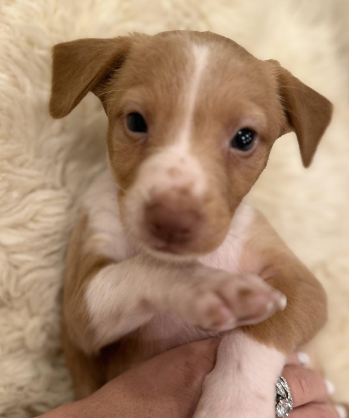 Rusty - PM26246TA Rusty - PM26246TA