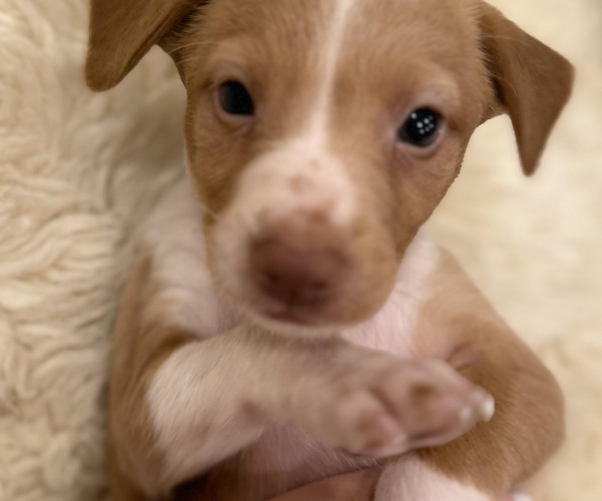 Rusty - PM26246TA Rusty - PM26246TA