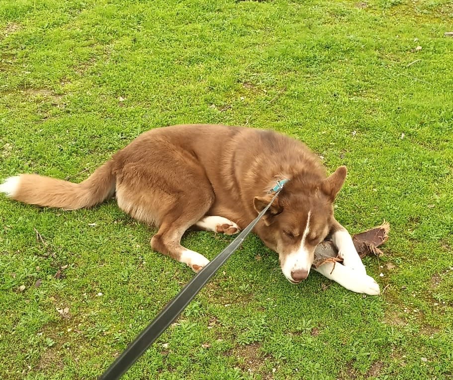 Sancho - YM26265FC Sancho - YM26265FC