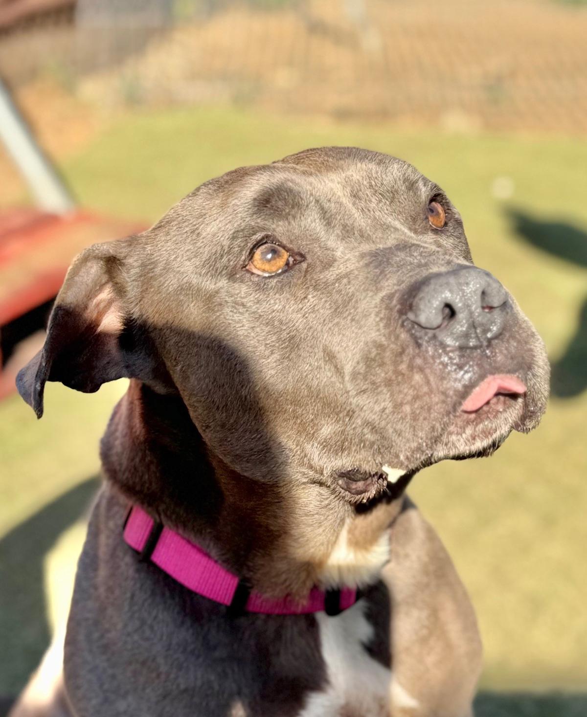 Pedrito - AM26263ML Pedrito - AM26263ML