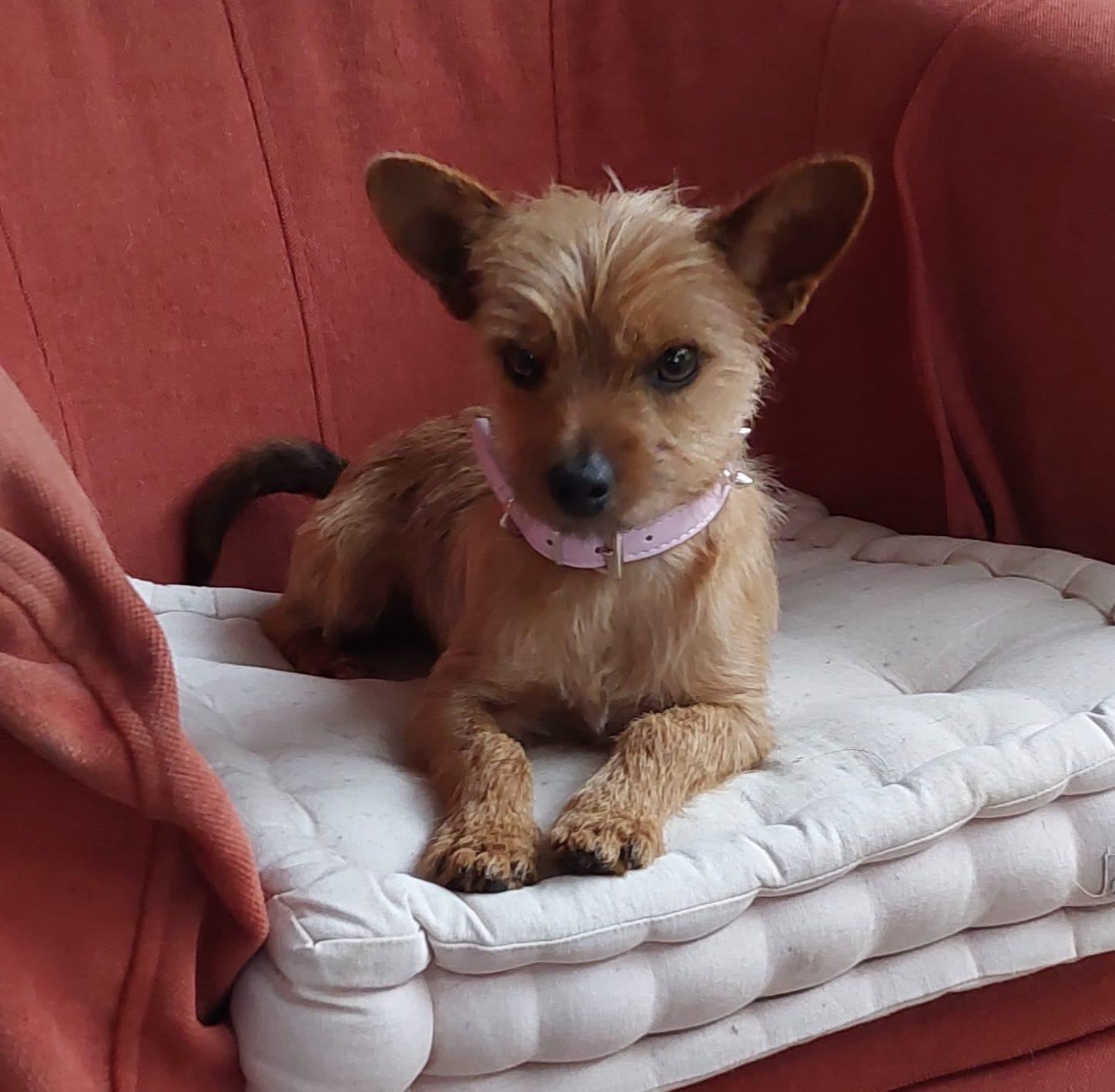 Danny Boy  - AM25132