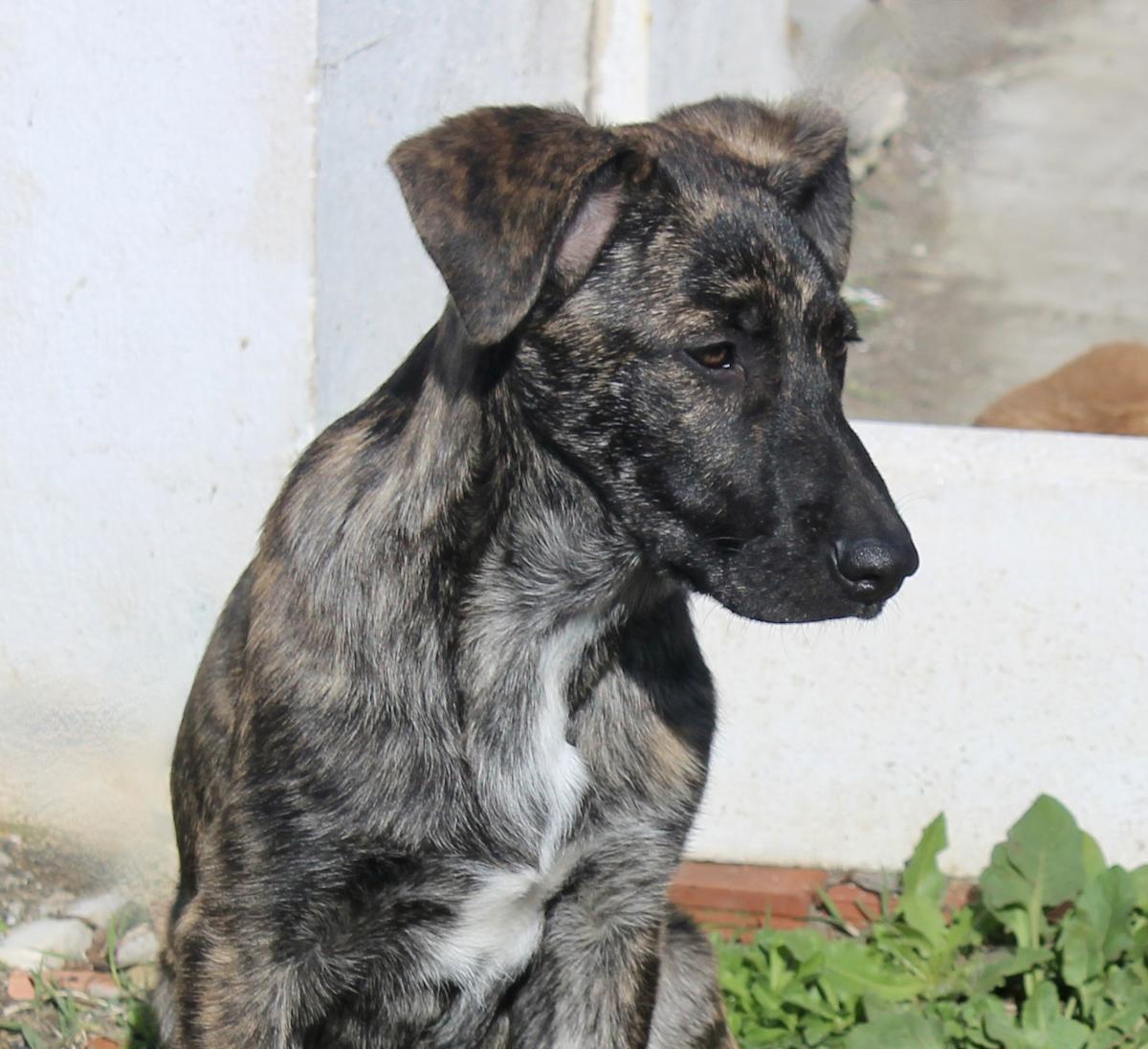 Chloe - PF25114 Chloe - PF25114