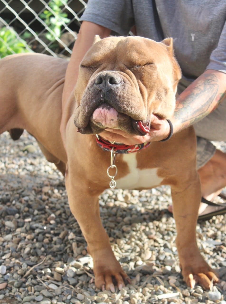 Teddy - AM25227ML Teddy - AM25227ML