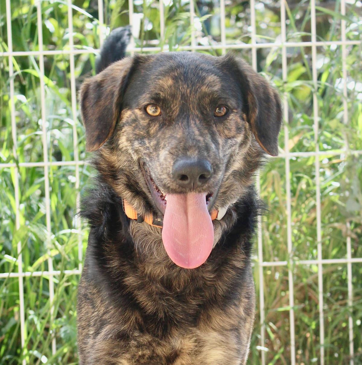 Pipo  - YM2446FC Pipo  - YM2446FC