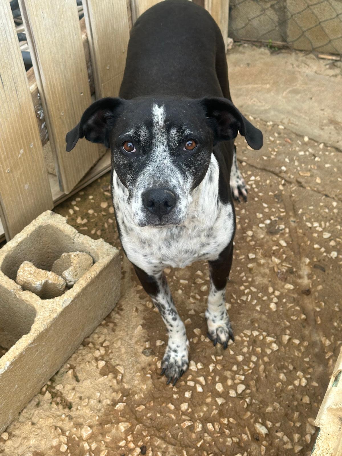 Lady - AF24101PL Lady - AF24101PL