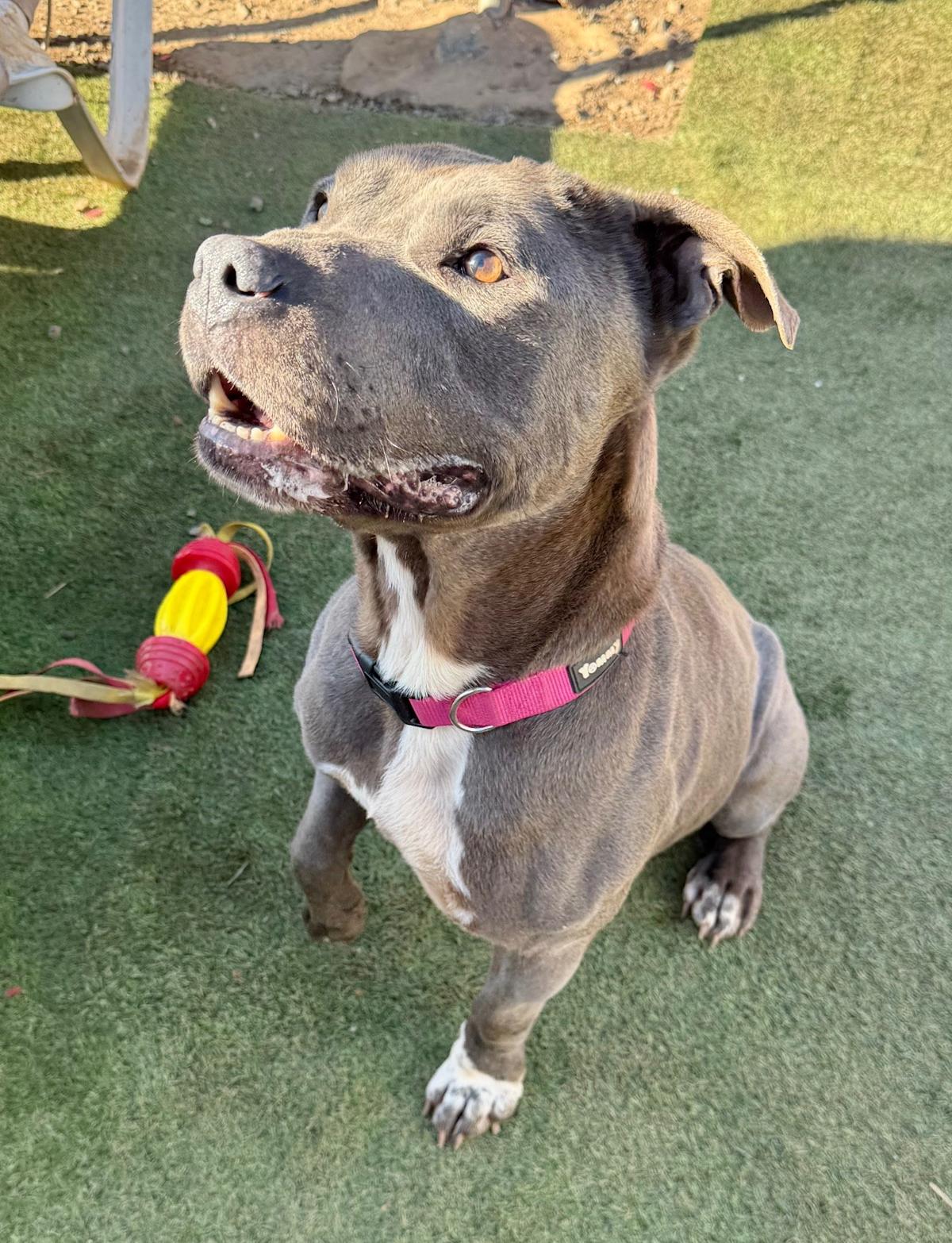 Pedrito - AM26263ML Pedrito - AM26263ML