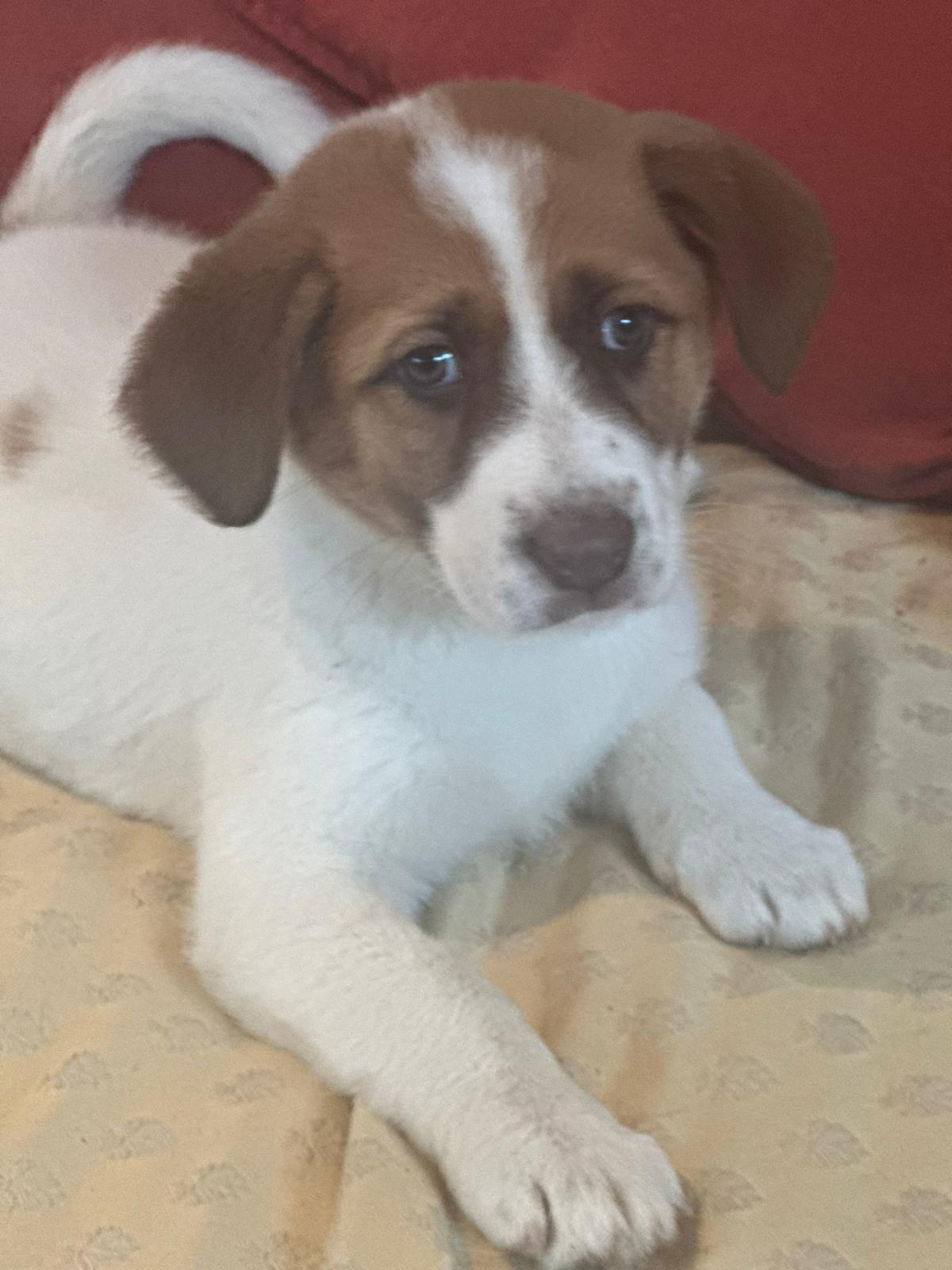 Snowy - PF24109 Snowy - PF24109