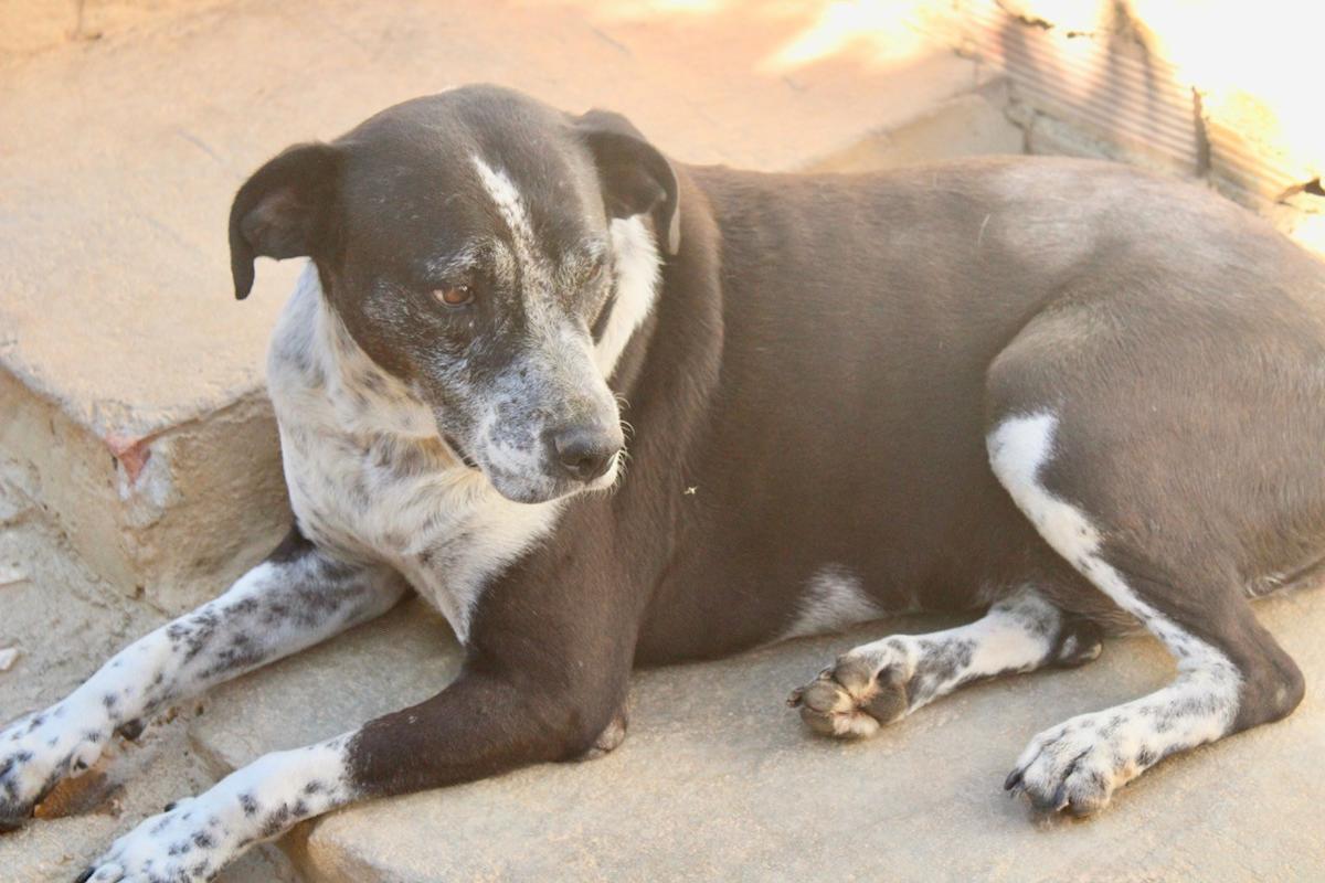 Lady - AF24101PL Lady - AF24101PL